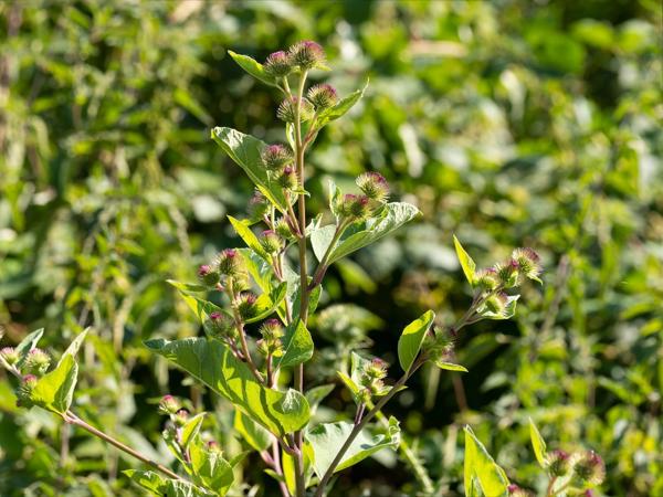 Gewone klit (Arctium minus)